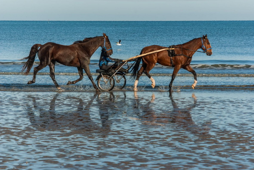 Chevaux sur la plage